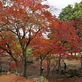 奈良公園