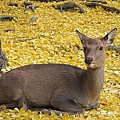 奈良公園