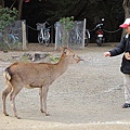 奈良公園