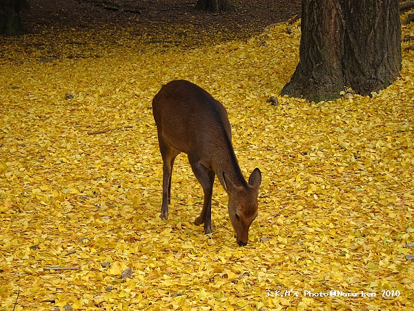 奈良公園