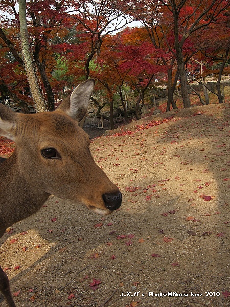 奈良公園