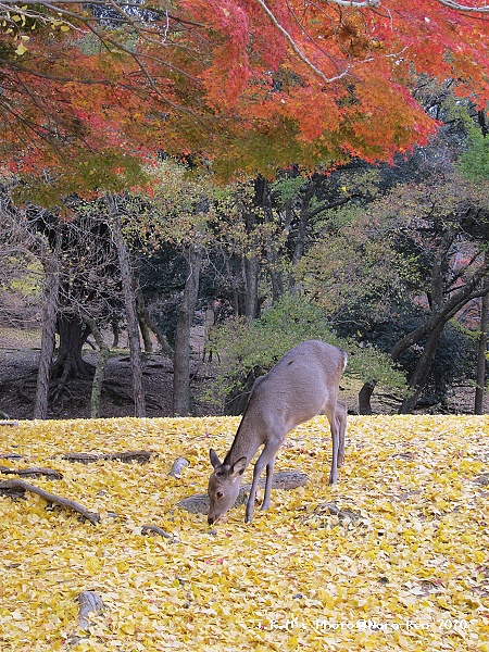 奈良公園