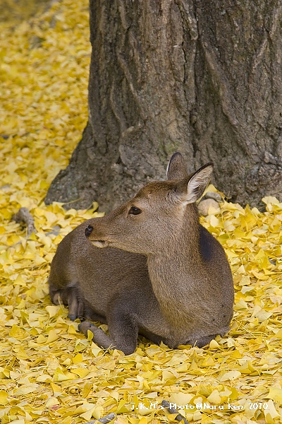 奈良公園