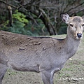 奈良公園