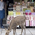 奈良公園