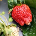 奇形怪狀的紅莓
