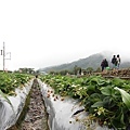 草莓園