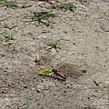DSC08807.JPG