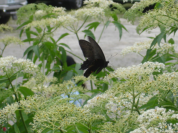 DSC08843.JPG