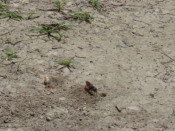 DSC08815.JPG