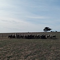 Lama (Alpaca) pretend sheep