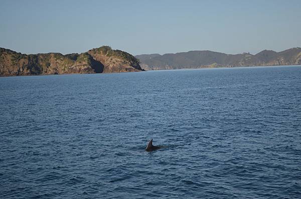 海豚很可愛跟著我們的船玩