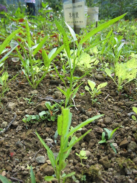 空心菜長高了