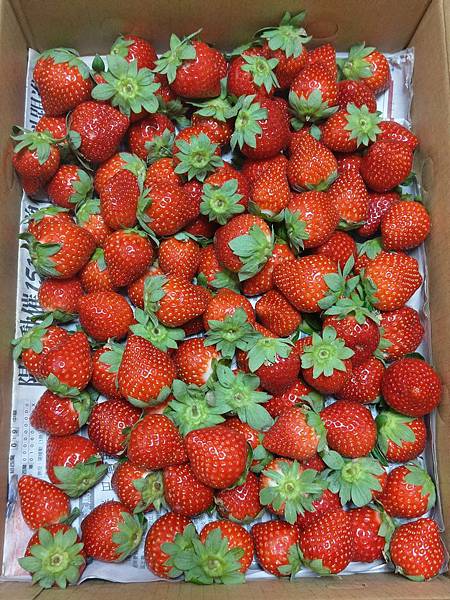 【食譜】不敗草莓糖葫蘆，手殘也不怕，甜甜蜜蜜的草莓季❤