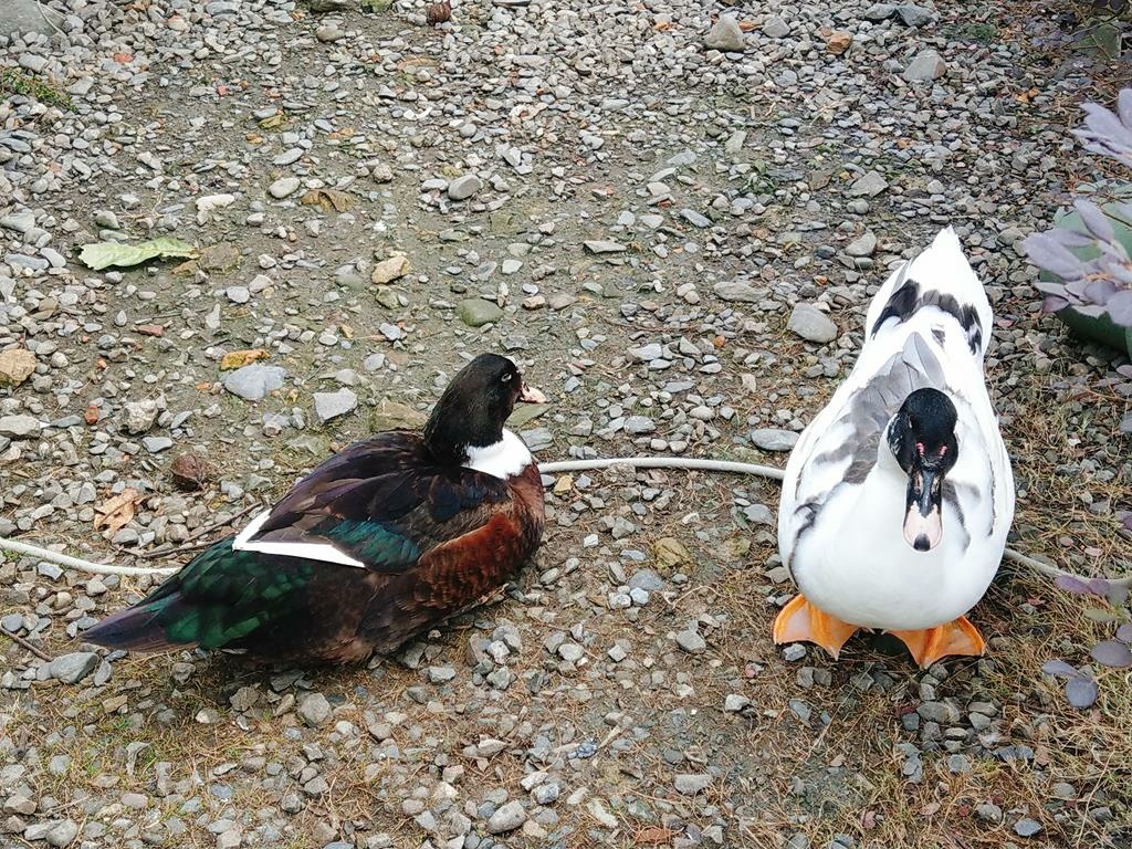 【甲鳥園】宜蘭礁溪｜親子景點：摸小鴨體驗、門票現抵美味鴨蛋糕