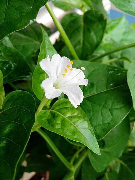 煮飯花