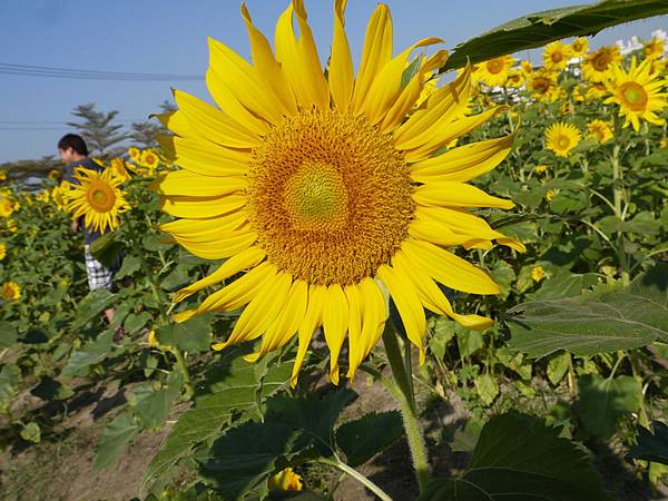 百看不厭太陽花