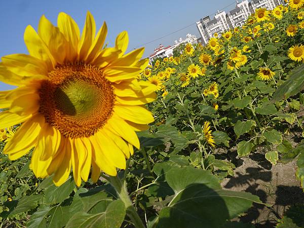 百看不厭太陽花