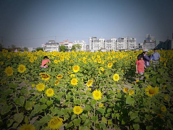 百看不厭太陽花