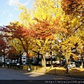 DSC06644 東本願寺.JPG