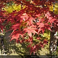 DSC06761 天龍寺.JPG