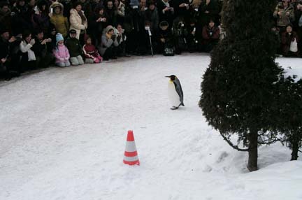 旭山動物園19.jpg