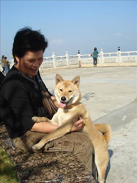 我媽說:阿福是一隻好命狗  (初四去墾丁還要帶他一起去)