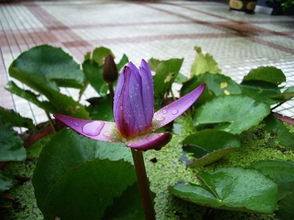 圖書館前的蓮花