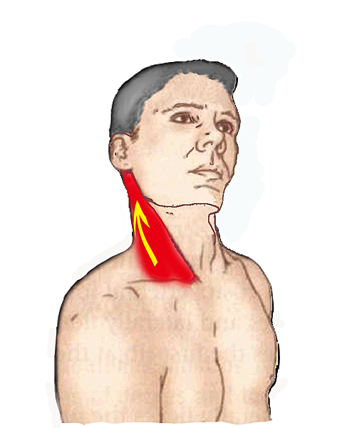 sternocleidomastoid_final.png
