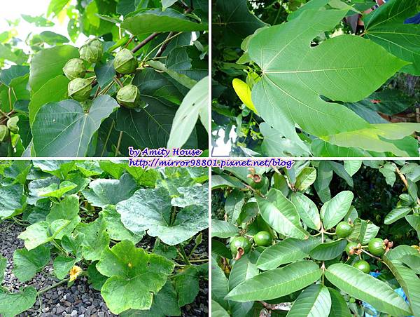 blog 1010627 大進有機農場31