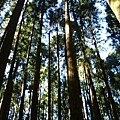 980128-29阿里山18.jpg