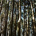 980128-29阿里山19.jpg