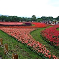 991106花博　新生　林下花圃花海區18.JPG