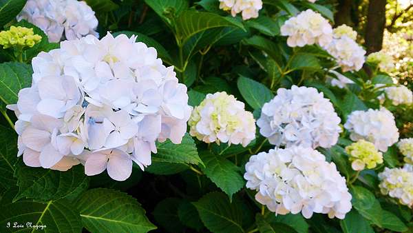 初夏 繡球花季到來名古屋篇 暢遊日本名古屋 I Love Nagoya 痞客邦 初夏 繡球花季到來名古屋篇 暢遊日本名古屋 I Love Nagoya 痞客邦