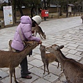 媽媽餵小小鹿