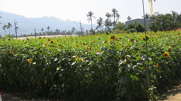 杉林向日葵花海  (1).jpg