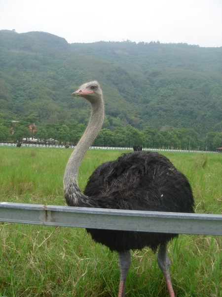 Cute ostrich