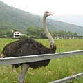 Cute ostrich