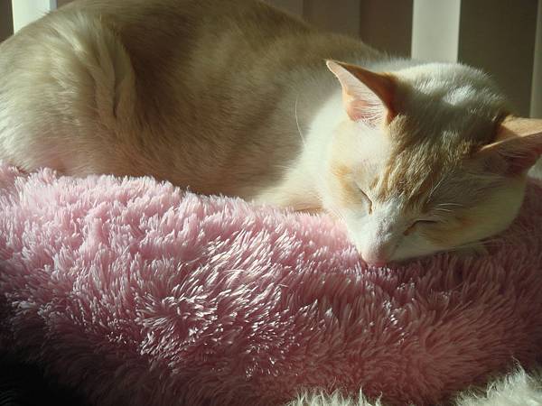 Miska on Pinky Miska on Pinky
