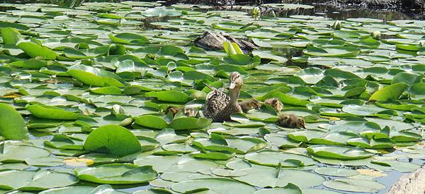 Mother duck and ducklings