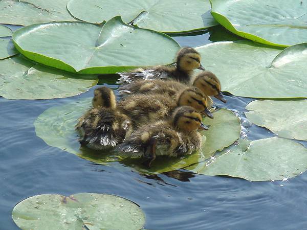 Five ducklings on a lily pad