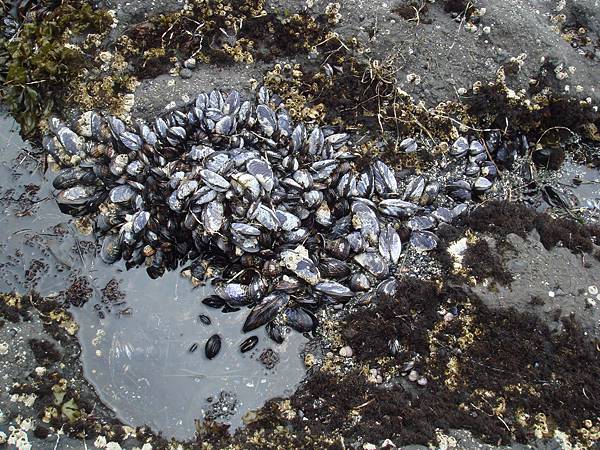 Mussel bed