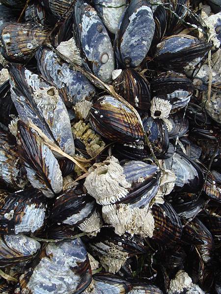 Mussels for all you can...