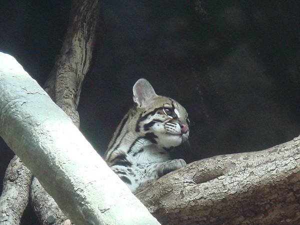 Cute Ocelot