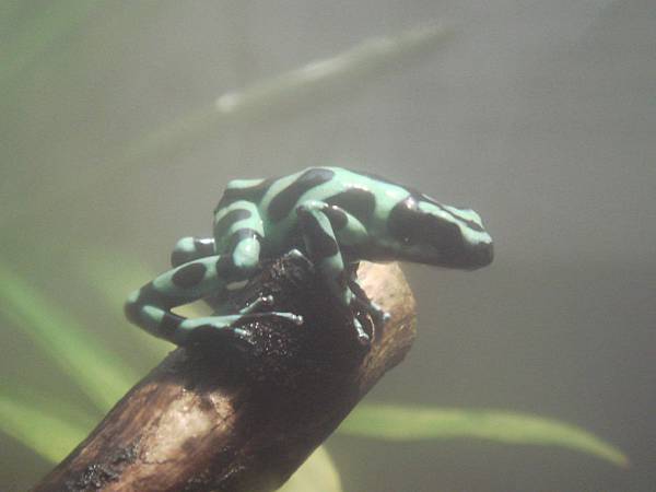 Green & Black poison dart frog