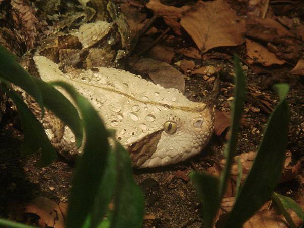 West African Gaboon Viper