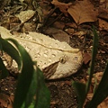 West African Gaboon Viper