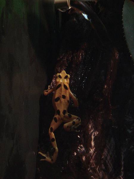 Panamanian Gold Frog