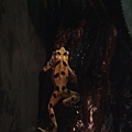 Panamanian Gold Frog