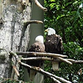 American Bald Eagle